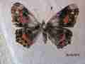 Araschnia levana (Aberrant, Poland) 1 (Internet Image property of respective owner, non-commercial use only)
